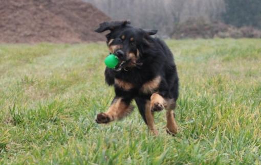 .09.24. Gödöllő, Bíró: Hargitai Gábor, Halász Árpád vizsga eredménye kutya neve, adatai tulajdonos Kennel: Anonymus Notus HD eredmény szül.:.03.05.