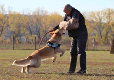 10 NYITRA(SK) champion 1CAC,CACIB,BOB Ozan Belkis(TR) PLATTENSEE-WART CORTEZ Totus Tuus Hovki Lusi- Plattnsee-Wart Aphrodite T: Kovács Tamás tul.: Kovács Norbert Eredményei: Budapest CACIB.05.