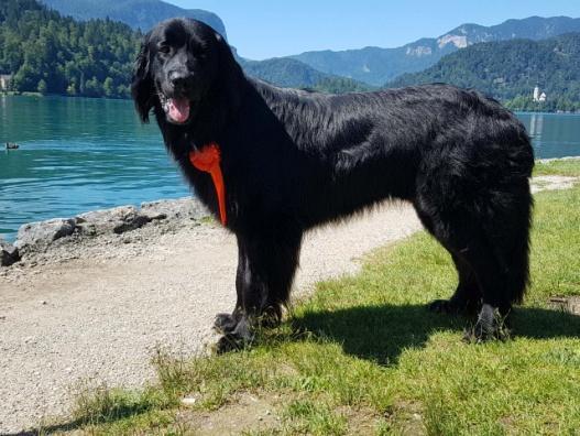 : Horváth László Eredmények: HSCH, ÖCH, UKCH, SKCH,SRBCH, Savaria Winner Bundessiger Res. Európa Gyöztes Budapest CACIB.01.08 Mr. Vojislav Alnövendék Kit 1,CAC Daghistani Budapest CACIB.02.