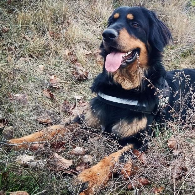 24 sikeres Halász Árpád / Hargitai Gábor Az év kutyája verseny eredménye a pontok alapján: Év fiatal kanja: 1. Pilisi-Hajnal Alfa 74 pont 2. Anonymus Notus Lucky 31 pont Év kanja: 1.