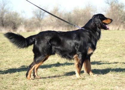 , OB1, IPO3, FH1, IPOFH Eredmények: HJCH, HDGY 2010, HSCH, HCH, 12xCAC, 5xBOB, 3xRes.CACIB, 3xCACIB, 2010.Év Fiatal Hovawart ja, HGCH, Int CH (C.I.B +C.I.E), Szerb-CH, 2014 Klubgyőztes almok: tul.