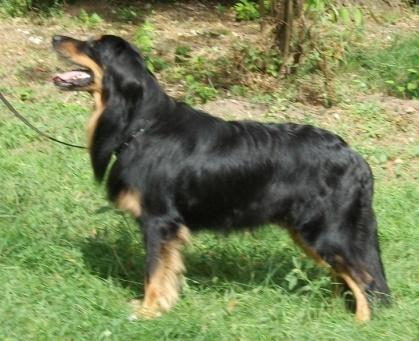 : Palatinus Imre 5008 Szolnok PUSZTAI PANDUR CARAMEL SZŐKE TISZAPARTI AJAX rajzos, HD-A, ED-A 2007.06.08. MET HOV 1874/07, szülők: Int.Ch Bellfast von der Haselhöhe Int.