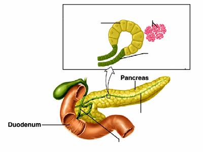 PANCREAS SZEKRÉCIÓJA Az endokrin (insulin) és az exocrin pancreas egyaránt életfontosságú. Az exocrin szekrétum komponensei 1. Valamennyi tápanyag emésztéséhez szükséges enzimek 2.