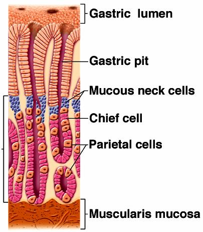 Intrinsic factor Pepsin Mucus HCO3 -