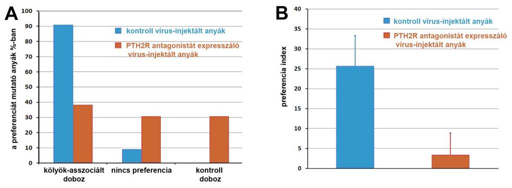 26. ábra. Az endogén TIP39 antagonizálás hatása az anyai motivációra A: A kontroll vírus-injektált anyák nagy többsége a kölyök-asszociált kompartment iránt mutat preferenciát.