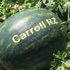 Amikor belső minőségről beszélünk, azt tapasztaljuk, Carroll RZ F1 a biztos pont Termése sötét tónusú, enyhén ovális formájú, súlya saját gyökéren 7-8 kg, oltva 9-11 kg, terméseinek mérete egyöntetű