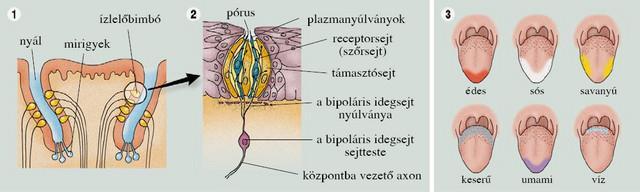 Ízérzékelés Szájba került ingerek alapján