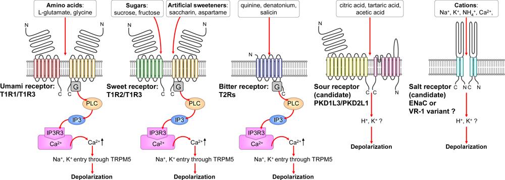 01 M Na(Cl) sós édes umami keserű sós, savanyú Támasztó sejt Umami receptor Édes íz receptora Keserű íz receptora