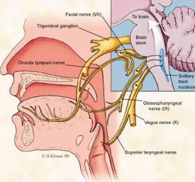 Thalamus: VPM (ventral posterior medial nucleus)