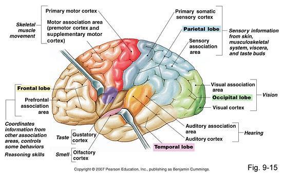 (laterális sulcus) nyelv thalamus (VPM) ggl.