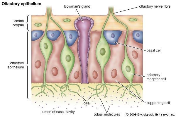 Szaglóideg Szaglóhám Szagérző-sejtek Nyálkahártya kötőszövetes rétege (lamina propria) Szaglóhám Őssejtek Szagérzősejtek orrüreg ciliumok szaganyagok Támasztósejtek Szaglóhámban (orrüreg hátsó-felső