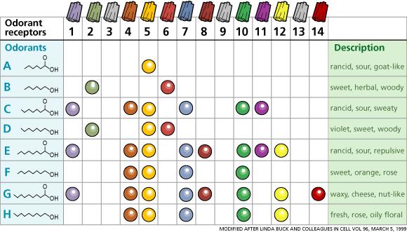 Receptor-kombinációs kód Szagok receptor kombinációk szagérzet 10 000 szag elkülönítése Szaganyag-receptorok Szaganyagok