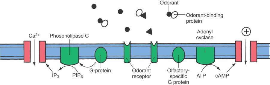 ) szaganyag kötődése a megfelelő receptorhoz (G olf ) másodlagos hírvivők aktivációja (camp, IP 3 /DAG) membrán
