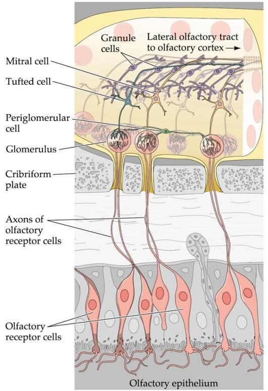 neuron: Szenzoros neuron axonja - lamina cribrosa Bulbus olfactorius glomerulusok primer szenzoros neuronok átcsatolódása (100:1 konvergencia) funkcionális egység