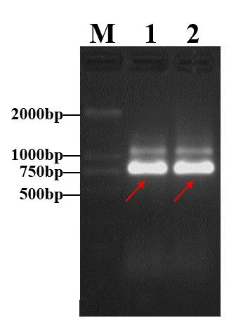 Fig. S3 Agarose gel electrophoresis diagram
