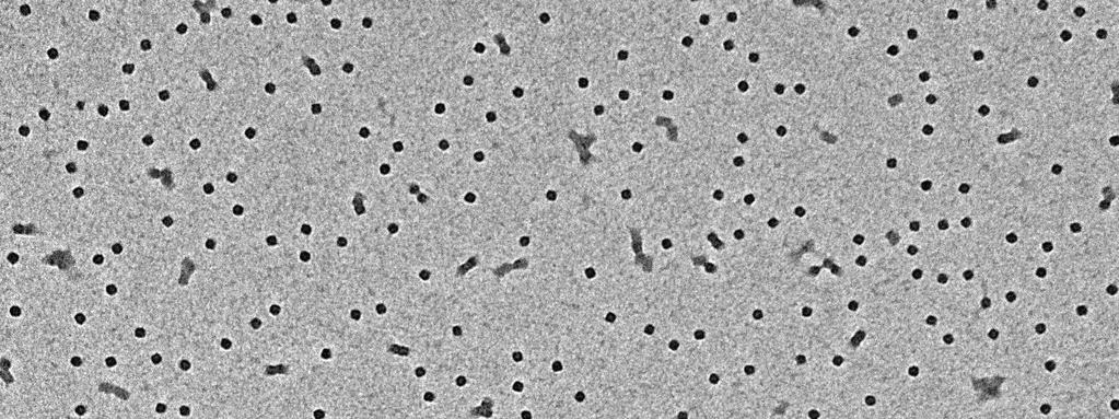 Lane M: DL2000 DNA marker; lane 1: annealed