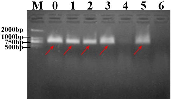 Fig. S8 Stability of Cuboid1 in buffer solution A, B, and C at 4 o C and 37 o C.