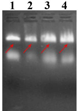 Lane M: DL2000 DNA marker; lane 0: annealed Cuboid1; lane 1: annealed Cuboid1 in buffer solution A at 4 o C; lane 2: annealed Cuboid1 in buffer solution A at 37 o C; lane 3: annealed Cuboid1 in