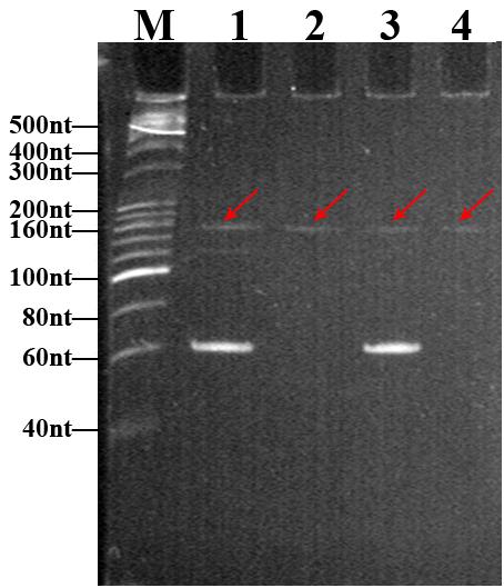 Fig. S14 Verification of enzyme digestion of exonuclease I and exonuclease III.