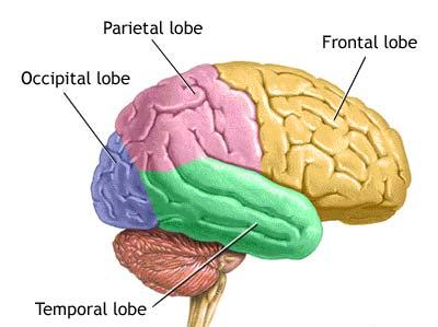 1.1.2. Anatomical division of the cerebral cortex The main anatomical parts of the cortex which can still be determined without the use of a microscope are called lobes.