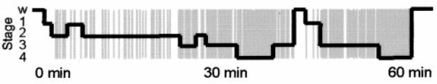 REM sleep is commonly identified with dreaming. This stage is predominant in the final third of a complete sleep period; its timing is linked to circadian rhythm and body temperature.