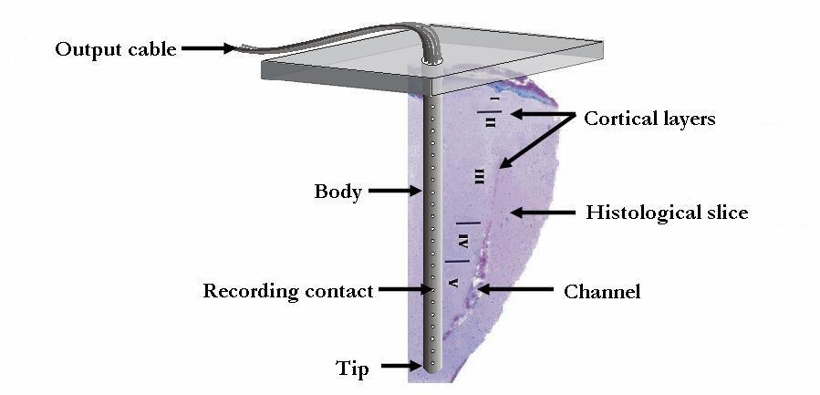 4.2. Electrophysiological recordings Each multielectrode [47] spanned a cortical column, with its base in layer I and its tip in layer VI, with 24 individual recording sites spaced evenly at 150µm