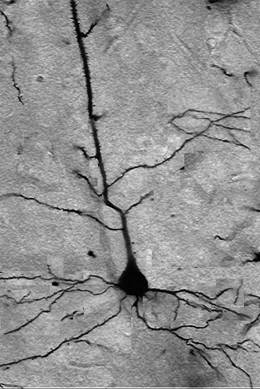 1.1. Electrophysiological background According to Neumann [2] brains do in "very few short steps" what computers do with "exquisite numerical precision over many logical steps".