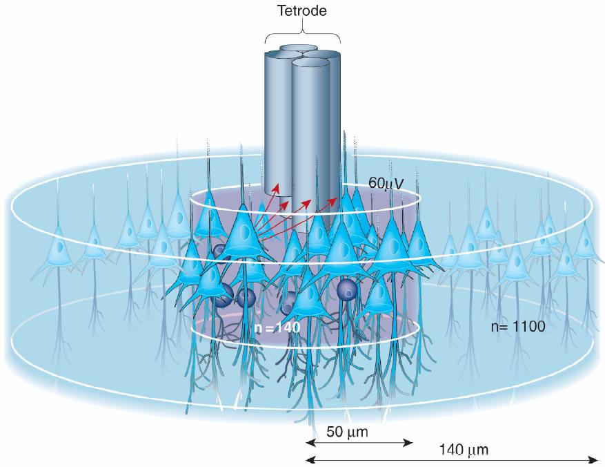 Fig. 2. Columnar structure of pyramidal cells with tetrode multielectrode [3] 1.1.1. Cortical layers I.