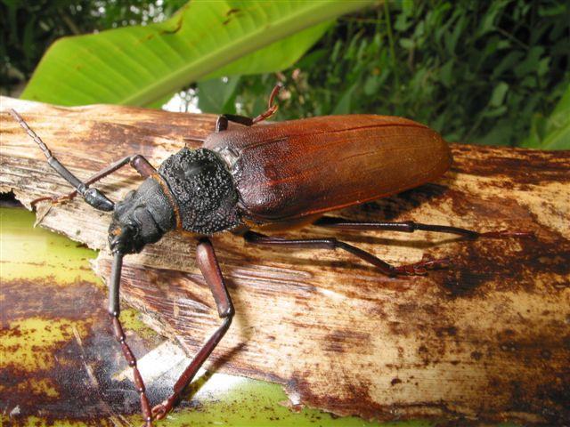 A Fauna Hungariae sorozat születésénél fiatal kora ellenére már ott bábáskodott, a megjelent lepke-füzetek többségének szerzője és egyben rajzolója is volt.