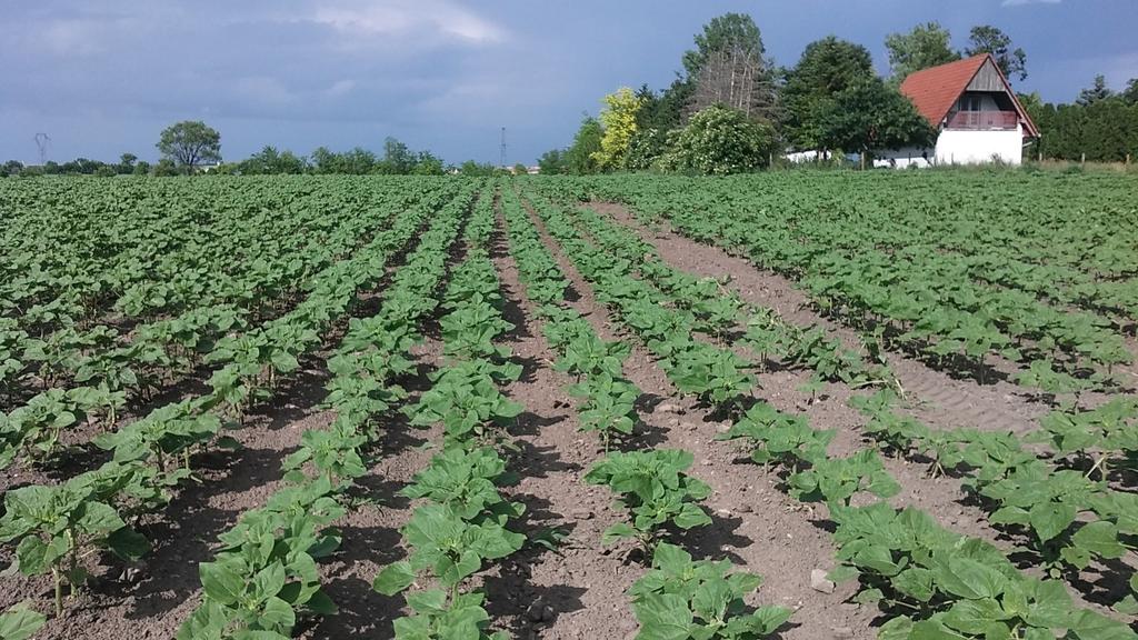 SoilTonic G szántóföldi kísérlet napraforgóban, Töltéstava 60