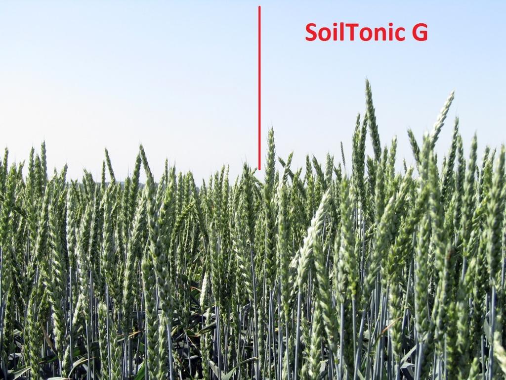 SoilTonic G 15kg/ha /bal oldal/, kezeletlen