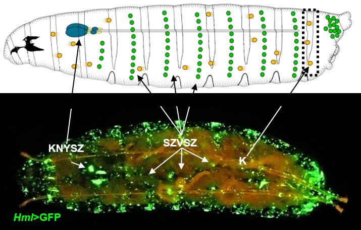 1.3. A Drosophila lárva vérsejtképző kompartmentumai és vérsejtjei Az ecetmuslica lárvájában a hemociták három vérsejtképző kompartmentumba rendeződnek: ezek a keringő hemociták, a központi