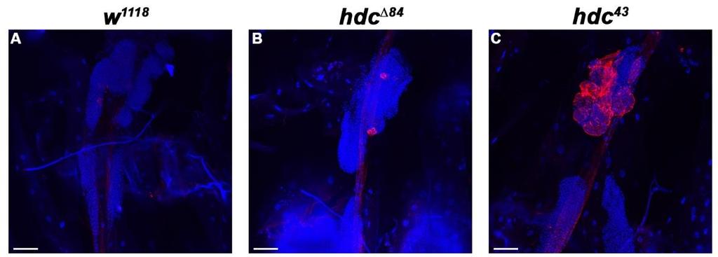 Méretarány: 20 µm. E) A lamellociták megjelenésével párhuzamosan csökkent a plazmatociták aránya a keringésben. ***: p < 0.001; **: p < 0.01; *: p < 0.05.