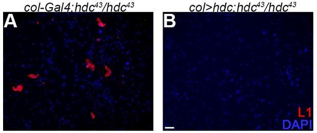 képződést tapasztaltunk. Lamellocita L1 (piros), sejtmag DAPI (kék). Méretarány: 20 µm.