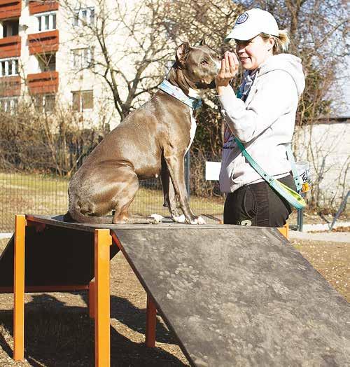 Új kombinált street workout eszközpark a Rózsakerti lakótelepen.