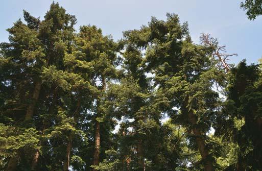 NEMZETKÖZI ÁGAZATI HÍREK A numidiai jegenyefenyõ (Abies numidica) a világon csak itt fordul elõ természetes körülmények között közben a terjedése kontrollálható marad ezt mindinkább elfogadják