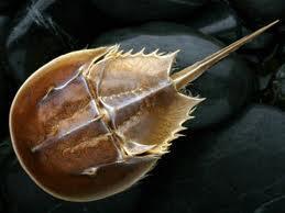 LIMULUS
