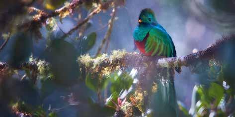 Costa Rica Csendesóceáni partvidéke elegáns nyaralóhelyekkel, a karibi part védett nemzeti parkokkal kápráztat el. lamantin, a tapír és a jaguár.