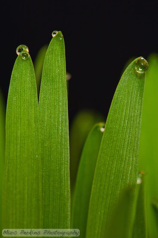 Bevezetés: Célkitűzés: A&M: Eredmény: Konklúzió: A neonikotinoid növényvédő szerekről: Nagyon