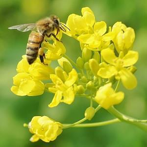 A kifejlett növényben is megtalálhatók guttációs cseppek pollen, nektár Nagyon alacsony