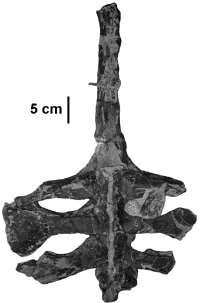 (Botfalvai et al.