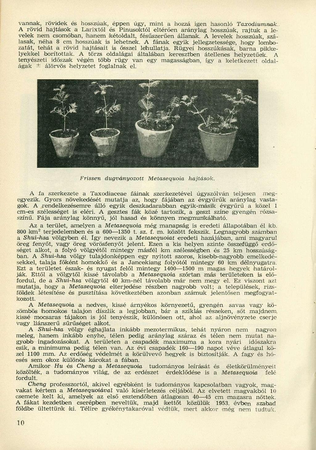 vannak, rövidek és hosszúak, éppen úgy, mint a hozzá igen hasonló Taxodiumnak.
