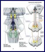 Szemtünetek: az ANAMNAESIS jelentősége LÁTÁSVESZTÉS retina+/- látóideg amaurosis fugax: egy- /kétoldali - hirtelen kezdettel (pre-, retrochiasmális) * átmeneti vagy tartós * centrális látásvesztés (