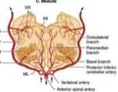 tényezők Végarteriák: (SVD ATÖ): shunt mechanismusok hiánya Vascularis elváltozás: az agyban :