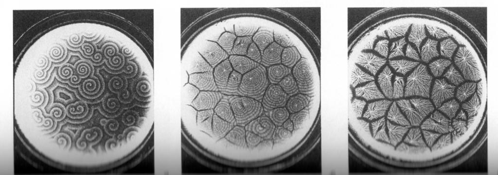 Amőbák kommunikációja: kémiai hullámok Dictyostelium discoideum