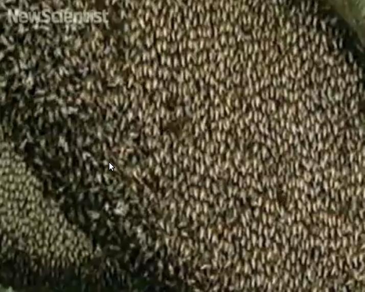 Önszerveződés közösségi szinten: spirálhullámok Méhek védekeznek
