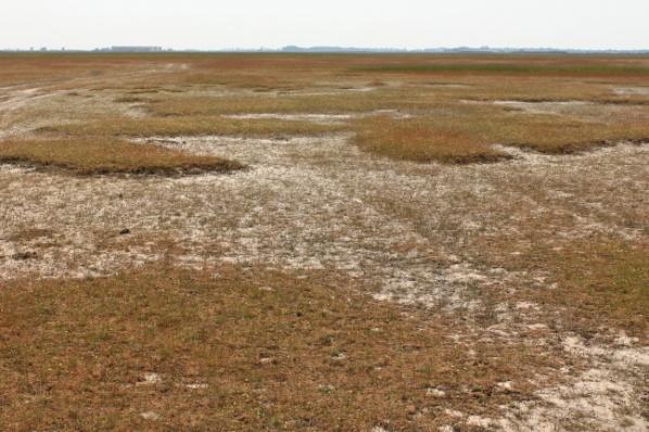 Bevezetés Pannon szikes gyepek kiemelt Natura 2000 es élőhelyek,