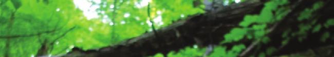 Kocsányos tölgy (Quercus robur) A kocsányos tölgy Európa egyik legnagyobb termetű fája. Magassága szabad állásban eléri a 45 métert, törzsének körmérete akár 7 m is lehet.