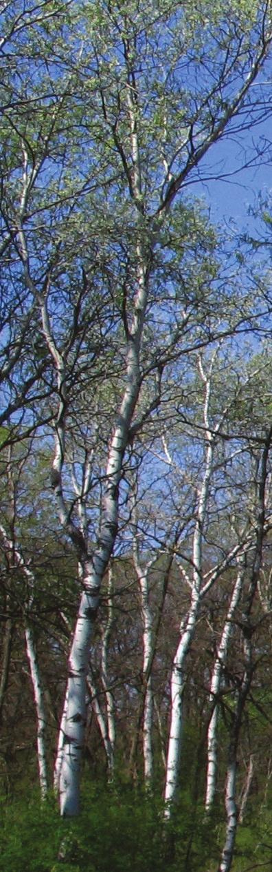 Fehér nyár (Populus alba) Főként a Duna-Tisza-közi homokvidéken szegődik a kocsányos tölgy mellé ez a festői megjelenésű fafaj. Törzse fehéres-szürke, idős korban durván repedezett, sötét színű.