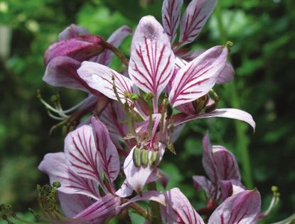 Az aljnövényzetében elsősorban a szárazabb tölgyesekre jellemző virágok pompáznak, így a nagyezerjófű (Dictamnus albus), a magyar zergevirág